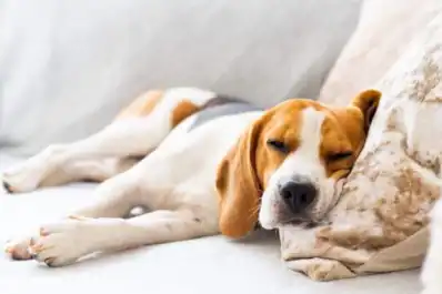 Los perros no nacieron para dormir de noche: cómo los humanos transformaron su reloj biológico