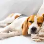 Los perros no nacieron para dormir de noche: cómo los humanos transformaron su reloj biológico