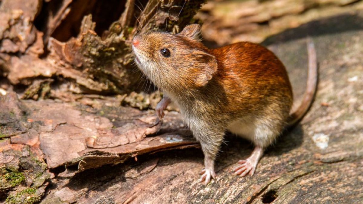 Cómo prevenir el hantavirus en Tucumán: advierten sobre riesgos en casas cerradas y zonas de veraneo