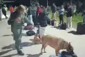 Jujuy: un perro de Gendarmería encontró 10 kilos de cocaína ocultos en mochilas dentro de un colectivo