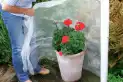 8 maneras de proteger tus plantas de las heladas y el frío