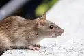 Todo lo que necesitás saber sobre el hantavirus: una guía de la OMS