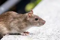 Todo lo que necesitás saber sobre el hantavirus: una guía de la OMS