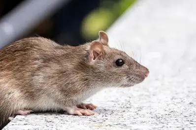 Todo lo que necesitás saber sobre el hantavirus: una guía de la OMS