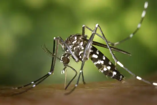 550x367_control-poblacion-mosquitos-principales-tareas-para-evitar-transmision-enfermedades-como-dengue-chikungunya-1135952-121055.webp