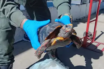 Trasladaba una tortuga en peligro de extención en una olla y quedó detenida