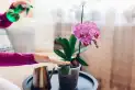 Guía para tener orquídeas con flores relucientes en el interior de casa