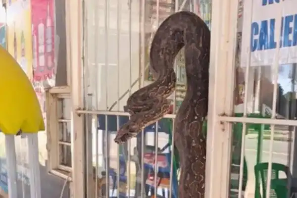 Susto en Salta: encontraron una lampalagua dentro de un comercio