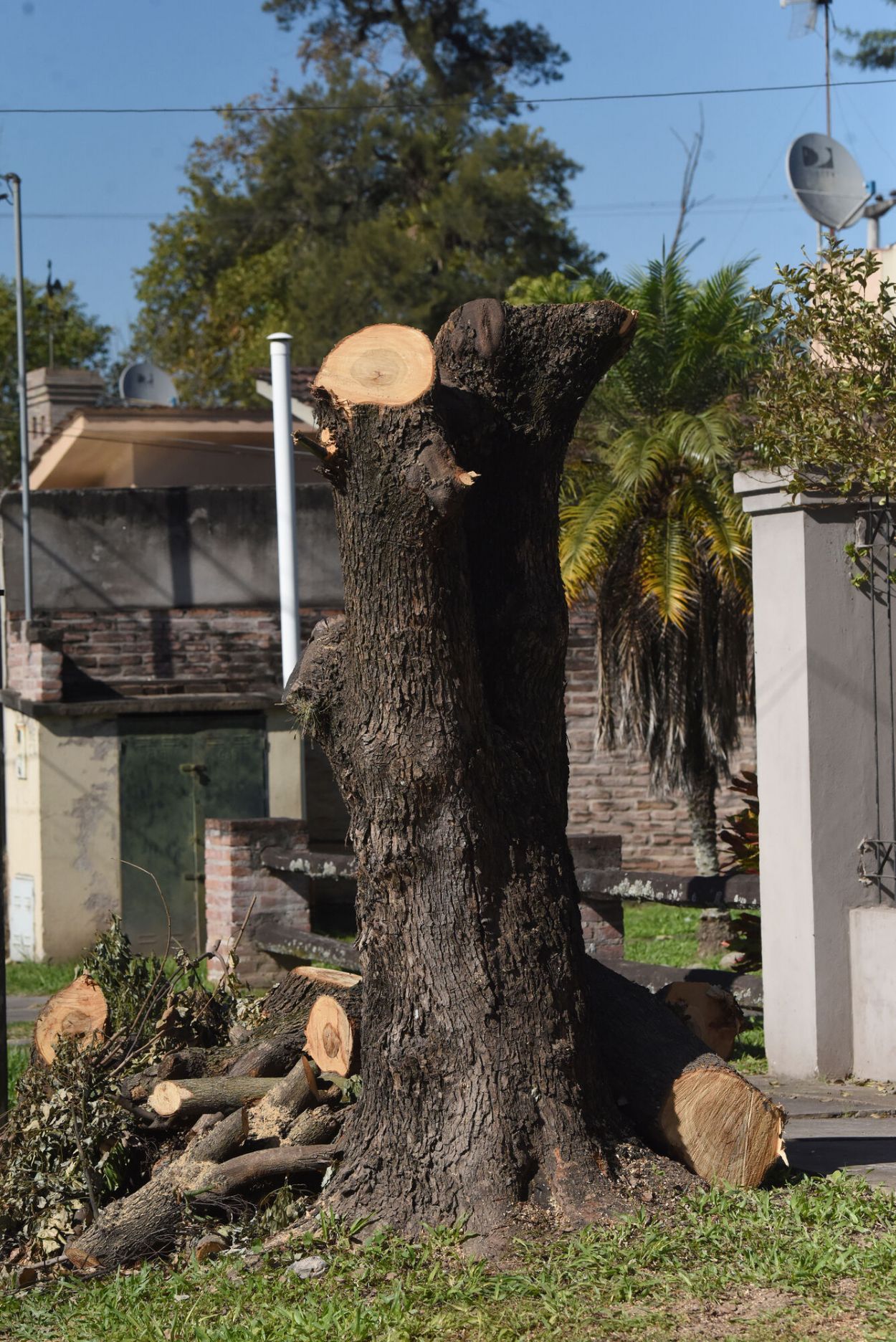 Tratamiento del arbolado urbano: “Lo que se hace en Tucumán no es poda, es mutilación”