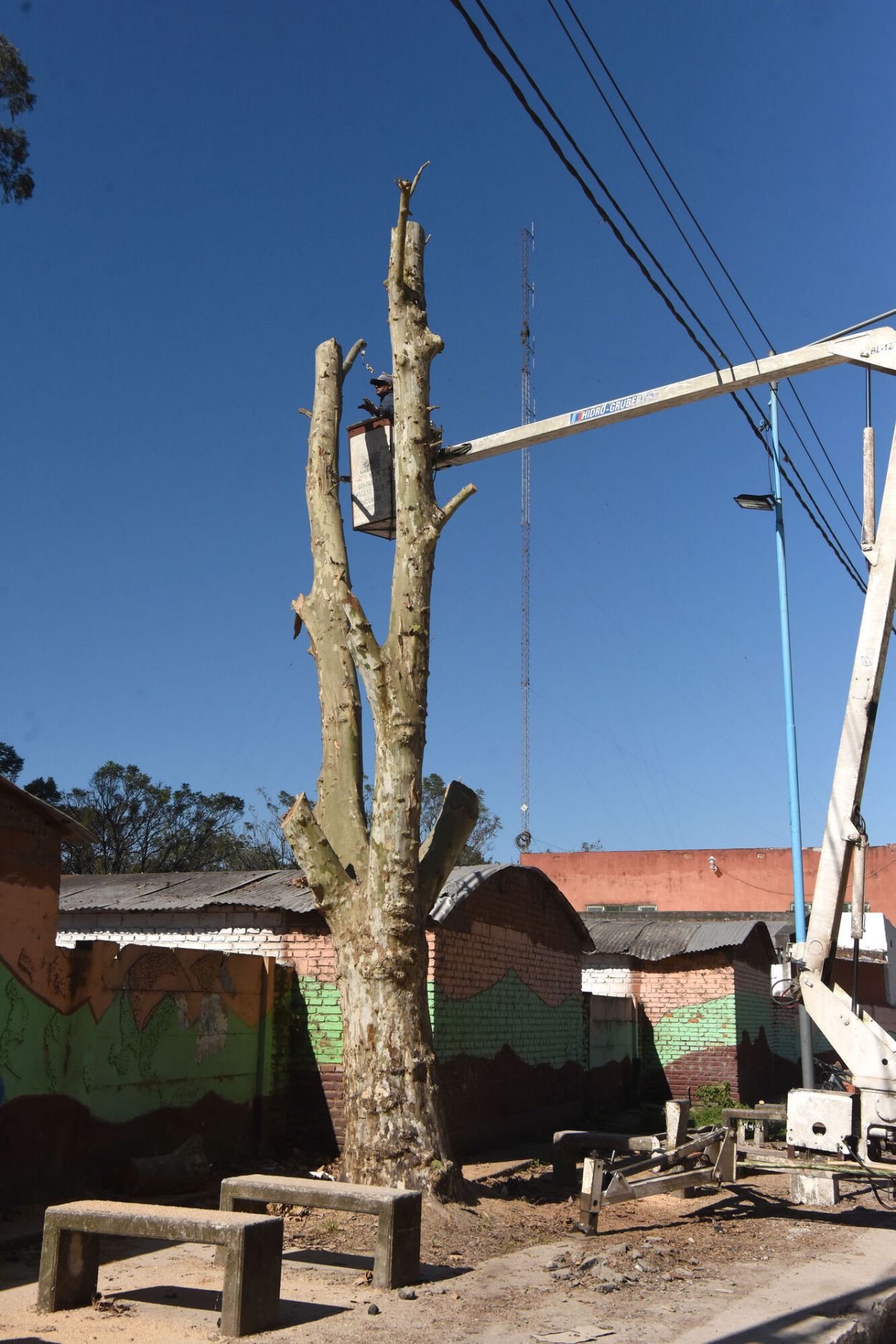 Tratamiento del arbolado urbano: “Lo que se hace en Tucumán no es poda, es mutilación”