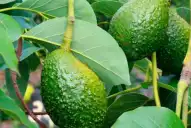 Para qué sirven las hojas de palta y cuáles son sus beneficios para la salud