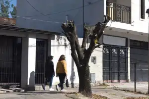 Tratamiento del arbolado urbano: “Lo que se hace en Tucumán no es poda, es mutilación”
