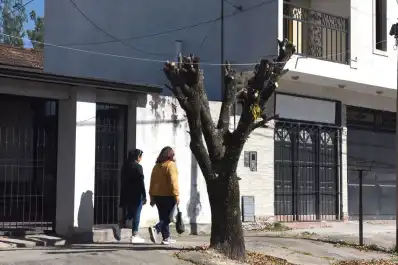 Tratamiento del arbolado urbano: “Lo que se hace en Tucumán no es poda, es mutilación”