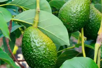 Para qué sirven las hojas de palta y cuáles son sus beneficios para la salud