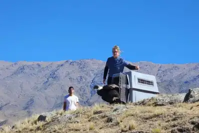 Nay, la cóndor andino que logró recuperarse y volvió a volar libre en Tafí del Valle
