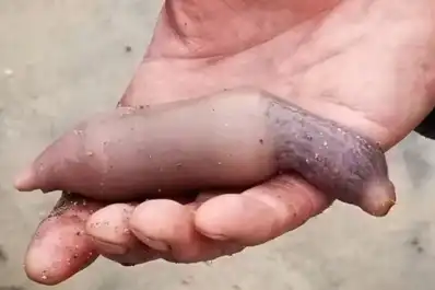Sorpresa en Chubut por la aparición de miles de peces pene en la costa