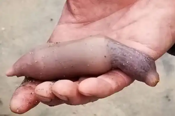 Sorpresa en Chubut por la aparición de miles de peces pene en la costa