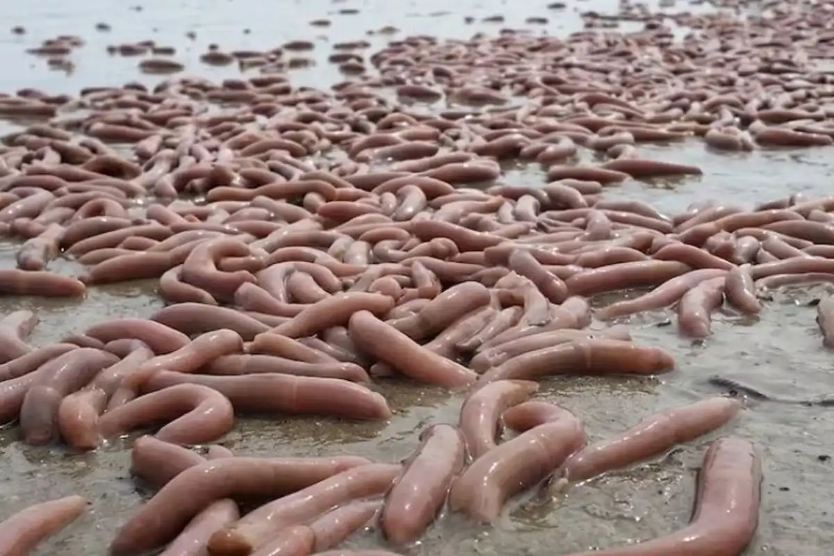 Viral en la Patagonia: aparecieron “peces pene” tras el temporal y sorprendieron a todos