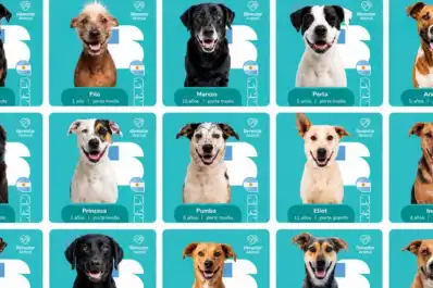 Perritos mundialistas: la original campaña de Salta para incentivar la adopción de perros callejeros