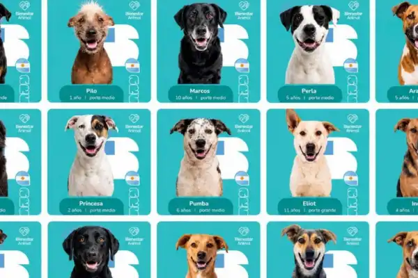 Perritos mundialistas: la original campaña de Salta para incentivar la adopción de perros callejeros