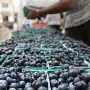Arándano: el hemisferio sur exportó 500.000 toneladas este año