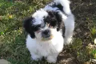Adorables pero problemáticos: las razas de perros con más probabilidad de meterse en líos
