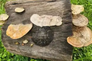Un “superhongo” de las yungas puede favorecer el cultivo de limón