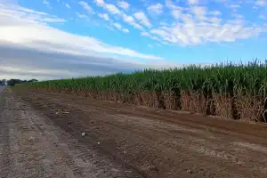 Es el momento para eliminar la quema de caña