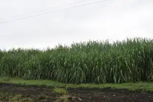 Cañaverales muestran una buena evolución en la maduración
