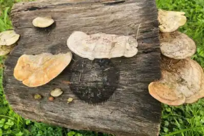 Un “superhongo” de las yungas puede favorecer el cultivo de limón