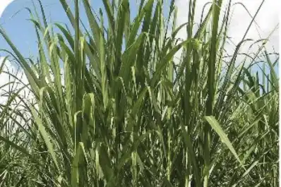 Esta zafra presenta menor maduración que la de 2025