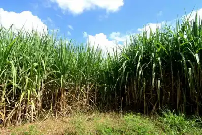 Las condiciones ambientales favorecieron la maduración de la caña