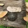 Un “superhongo” de las yungas puede favorecer el cultivo de limón