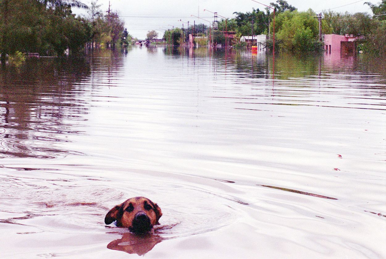 AL CUELLO. Las mascotas también sufren la tragedia -archivo 2000-.