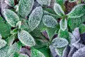 El truco clave para proteger las plantas del frío y evitar que se arruinen en invierno