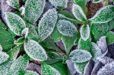 El truco clave para proteger las plantas del frío y evitar que se arruinen en invierno
