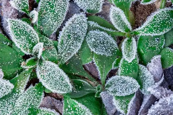 El truco clave para proteger las plantas del frío y evitar que se arruinen en invierno