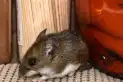 La OMS alerta que el mundo transita una “época peligrosa” por las crisis del ébola y hantavirus