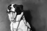 La increíble historia de Pickles, el perro que encontró la Copa del Mundo robada en 1966