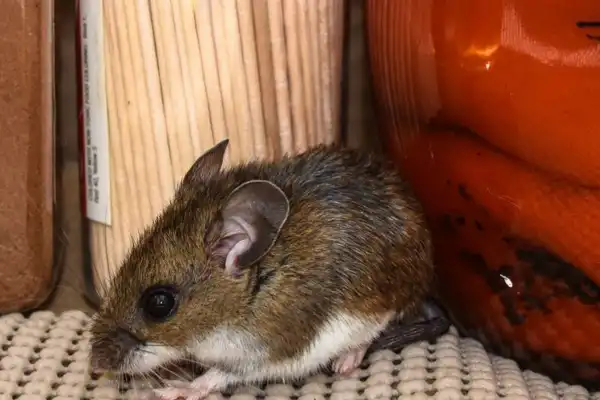 La OMS alerta que el mundo transita una “época peligrosa” por las crisis del ébola y hantavirus