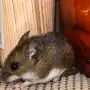 La OMS alerta que el mundo transita una “época peligrosa” por las crisis del ébola y hantavirus
