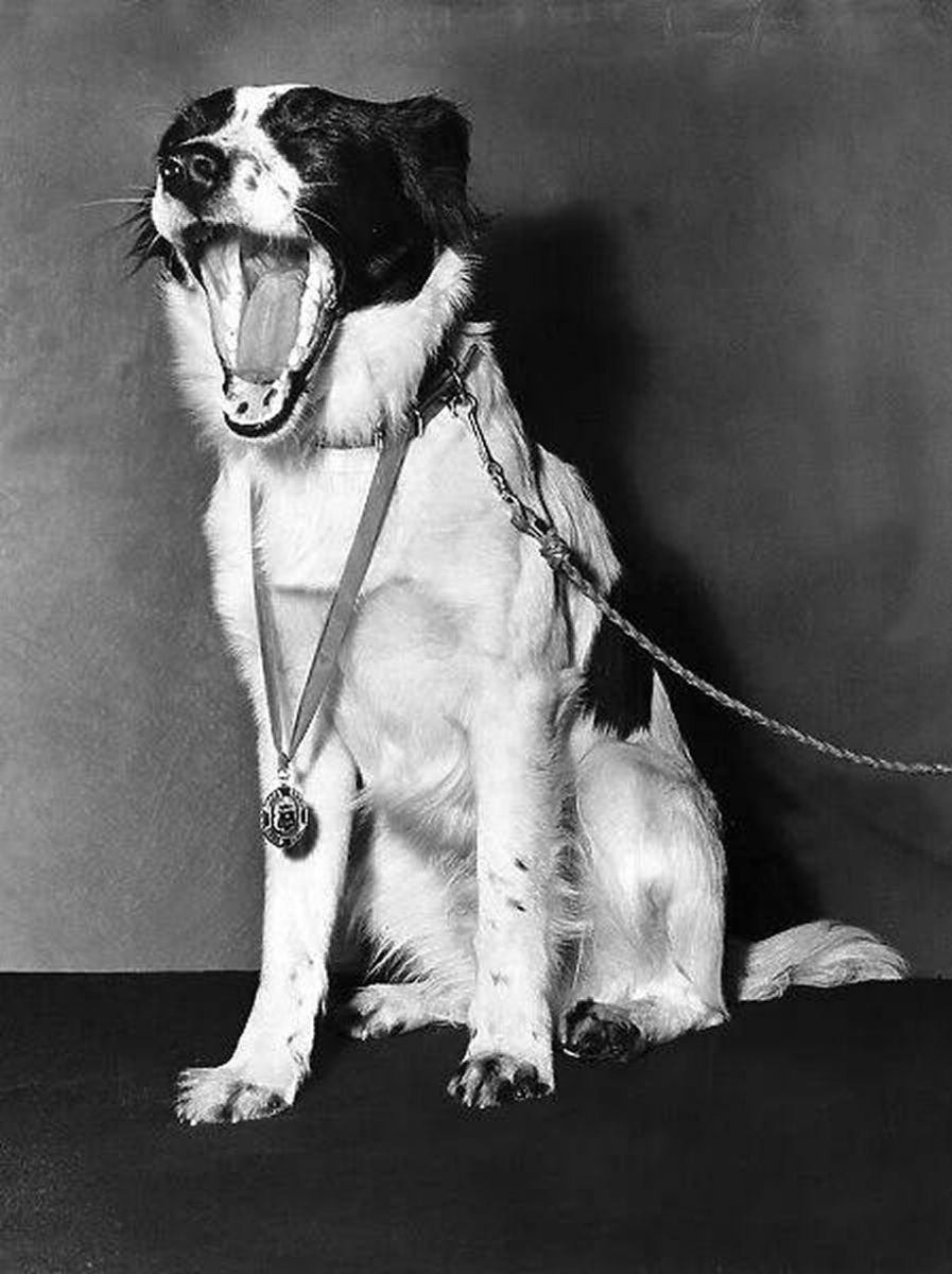 El día que un perro resolvió el mayor escándalo del Mundial 1966. 