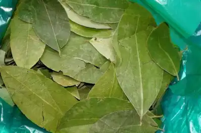 Alerta en Salta por la hoja de coca: fuerte aumento y riesgo de faltantes por bloqueos en Bolivia