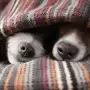¿Hay que abrigar a los perros? Las claves para detectar si tienen frío