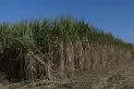 ¿De cuánta caña se dispondrá para esta zafra en Tucumán?