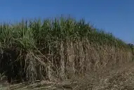 ¿De cuánta caña se dispondrá para esta zafra en Tucumán?