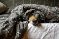 Dónde no deben dormir los perros cuando hace frío, según veterinarios