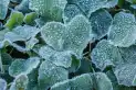 Cómo proteger las plantas del frío: consejos clave para que sobrevivan a las bajas temperaturas