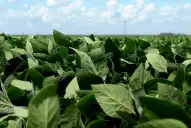 El agro celebró la baja de retenciones, pero advierte por posibles demoras en la liquidación de soja