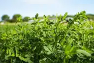 Alfalfa: en el primer trimestre del año se exportaron 93.974 toneladas
